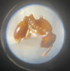 Doubtful Acorn Ant thumbnail 4