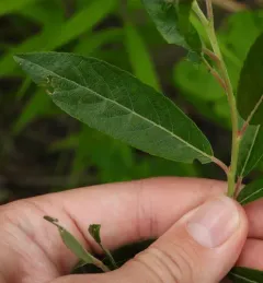 silky willow thumbnail 4