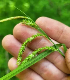 drooping sedge thumbnail 3