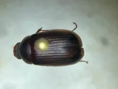 Full June Beetle thumbnail 3