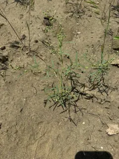 Smooth Goosefoot thumbnail 3