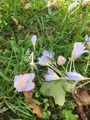 Kotschy's Crocus