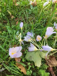 Kotschy's Crocus thumbnail 1