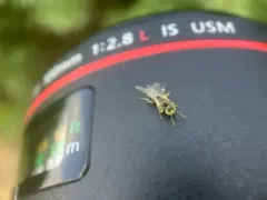 Sandbar Willow Fairy Bee thumbnail 3