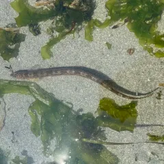 Snake Prickleback thumbnail 4