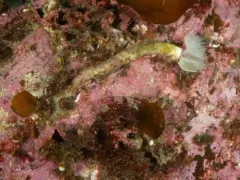 Protula pacifica thumbnail 2