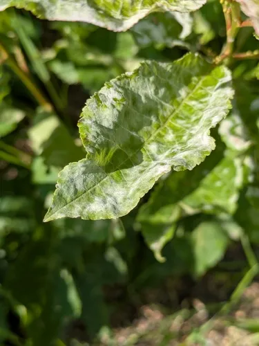 Podosphaera prunicola