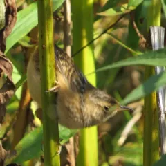 Sedge Wren thumbnail 1