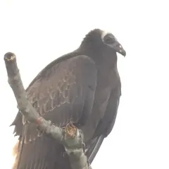 Turkey Vulture thumbnail 2