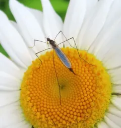 Toxorhina muliebris thumbnail 4