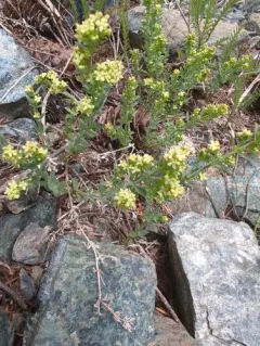 Intermountain Bedstraw thumbnail 3