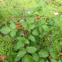 Himalayan Blackberry thumbnail 3