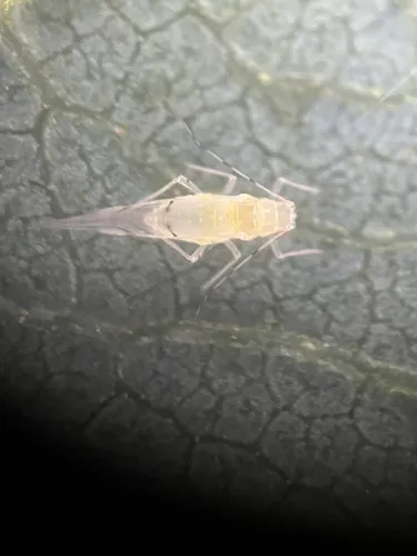 Common Alder Aphid
