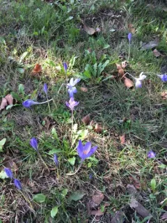 Bieberstein's Crocus thumbnail 4