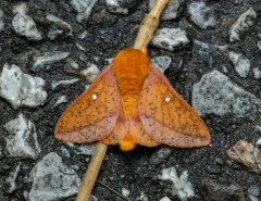 Spiny Oakworm Moth thumbnail 4