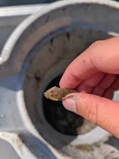Spoonhead Sculpin thumbnail 4