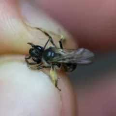 Waterleaf Mining Bee thumbnail 4