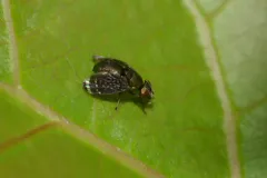 Amphicnephes pullus thumbnail 4