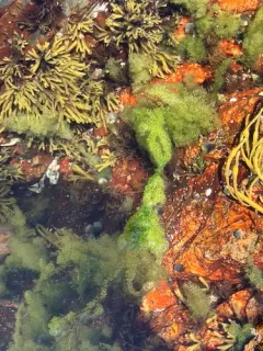 Chaetomorpha ligustica thumbnail 1