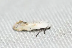 Mea skinnerella thumbnail 2