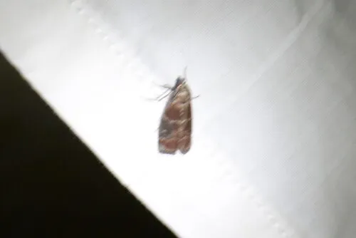 Root Collar Borer Moth