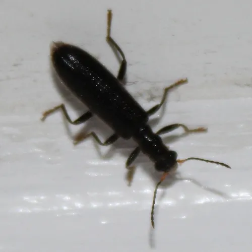 Cymatodera inornata