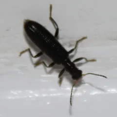 Cymatodera inornata thumbnail 1