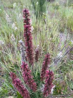 Pontechium maculatum thumbnail 1