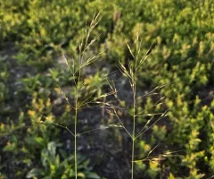 Canadian Ricegrass thumbnail 3