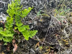 Arctic Moon Lichen thumbnail 4