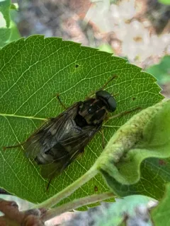 Arthropeas magna thumbnail 3