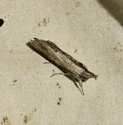 Gray Hooded Owlet thumbnail 3