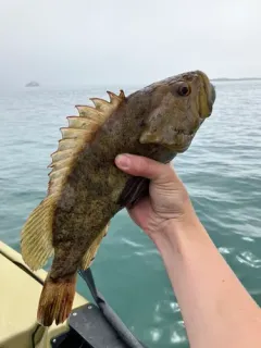 Grass Rockfish thumbnail 3