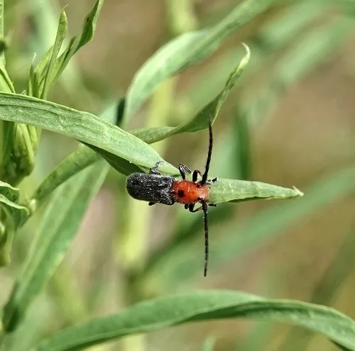 Phaea canescens