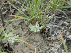 flathead rabbit tobacco thumbnail 2