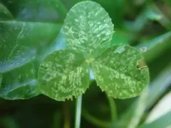 Clover Mite thumbnail 2