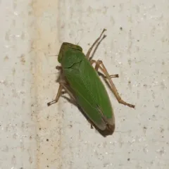 Bog Leafhopper thumbnail 4