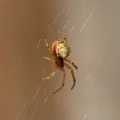 Red-sided Sector Spider thumbnail 3