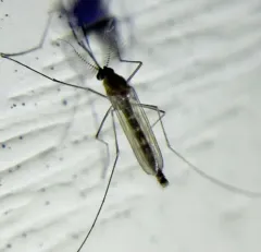 Northern Frog-biting Mosquito thumbnail 4