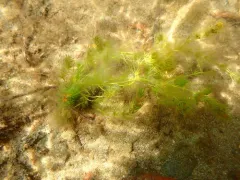 delicate stonewort thumbnail 4