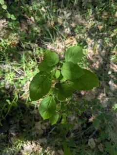 Pacific plum thumbnail 3