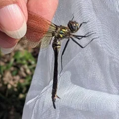 Ocellated Emerald thumbnail 1