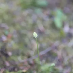 Scottish Asphodel thumbnail 4