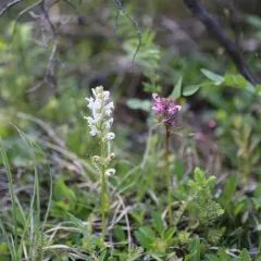 Sudetic Lousewort thumbnail 4