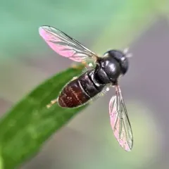 Common Grass Skimmer thumbnail 3
