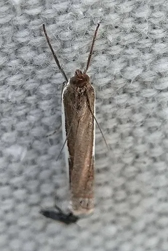 Large-striped Grass-veneer