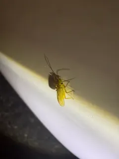 Ontario Sallfly thumbnail 4