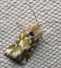 Mead's Flower Moth thumbnail 1