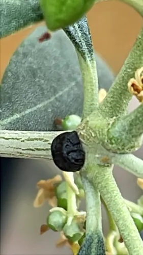 Black Olive Scale