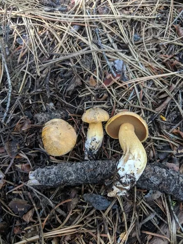 Poor Man's Slippery Jack